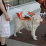 Amaterasu - Greeting