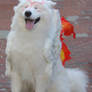 Amaterasu - Looking Pleased
