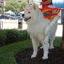 Amaterasu - Under Tree