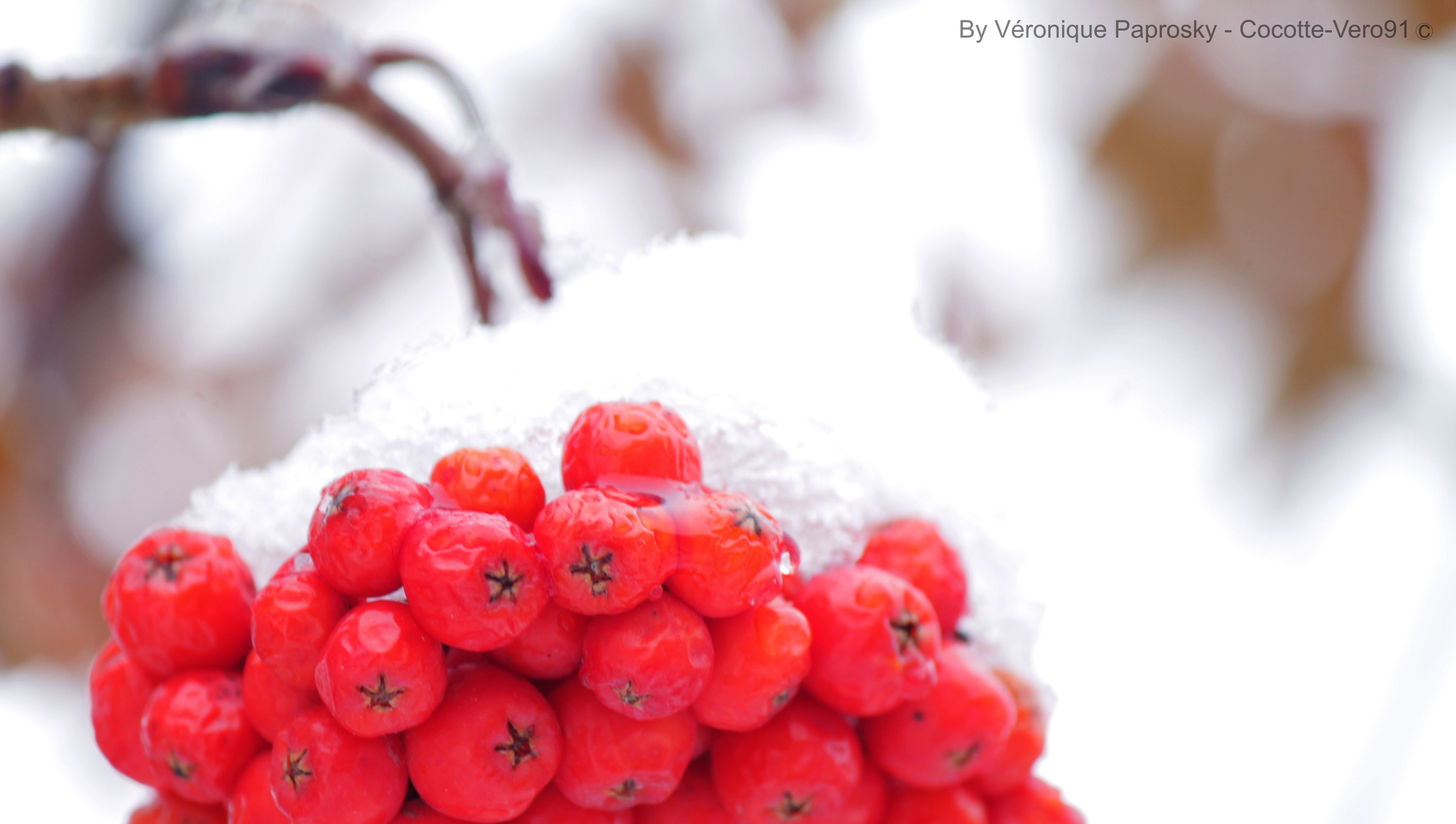 Snowy Berry