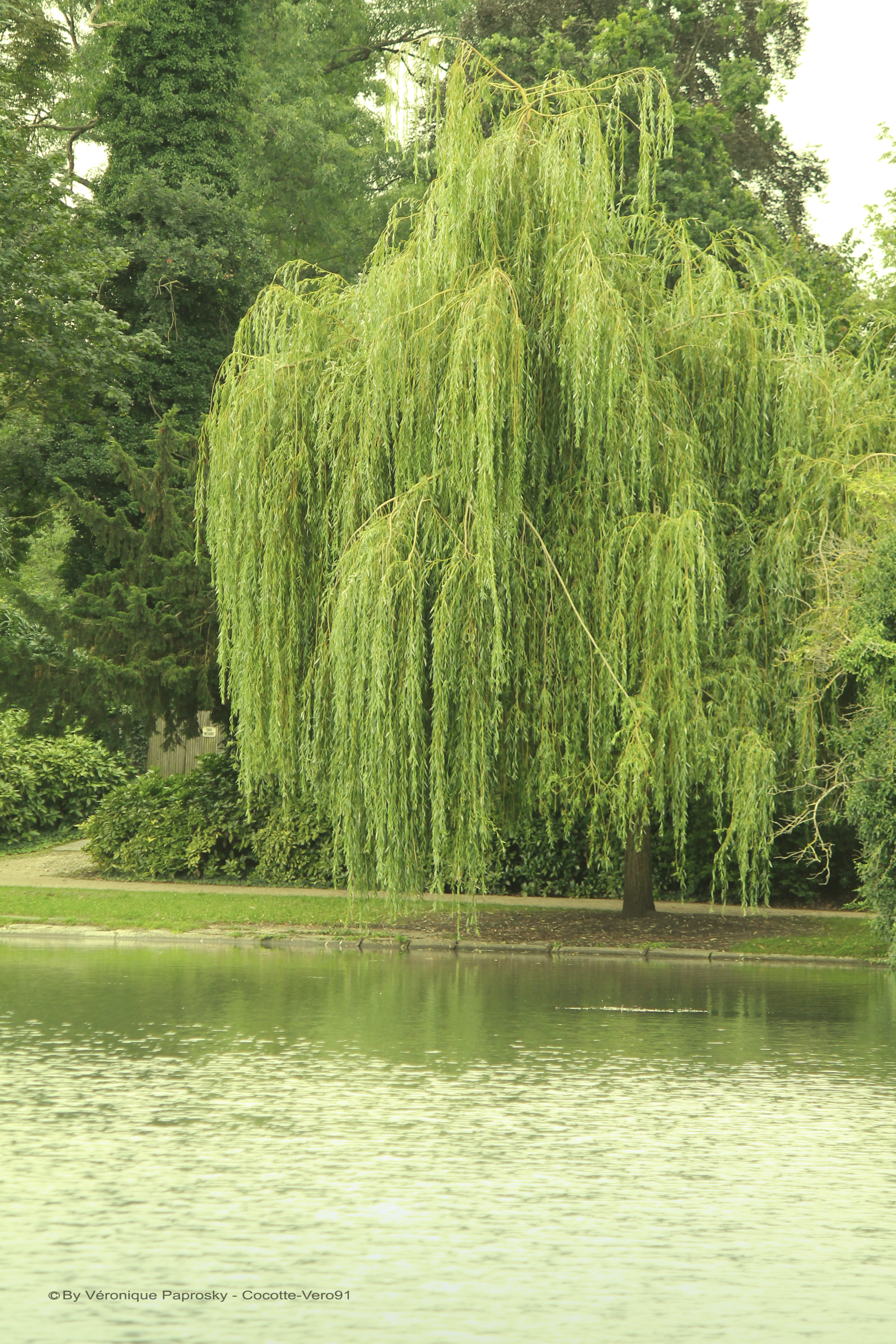 The Weeping Willow