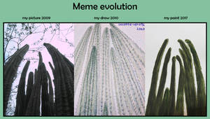 Meme evolution