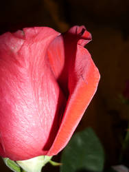 rose2