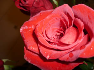 rose3