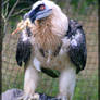 Dragon bird -Bearded Vulture-