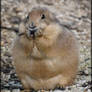 Cute prairie dog