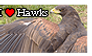 Hawk Stamp