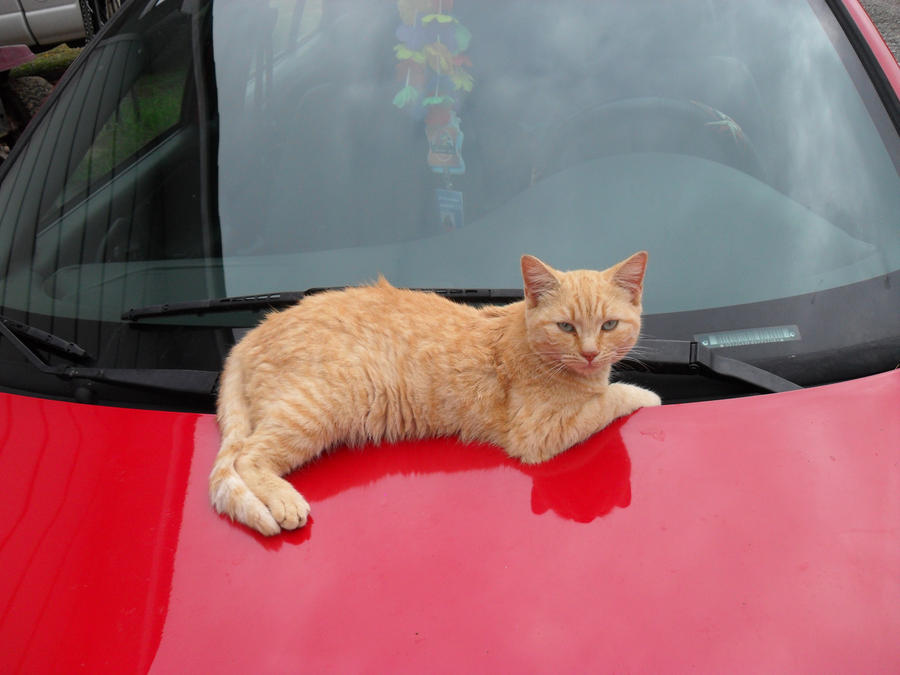 Light Brown Cat on Red Car