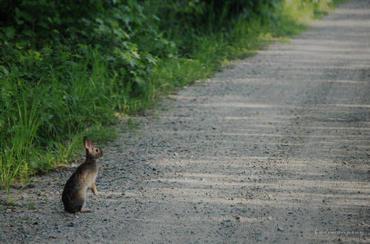 Cautious Bun