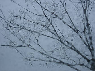 Rain, Snow, and Branches