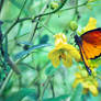 Monarch Butterfly.3