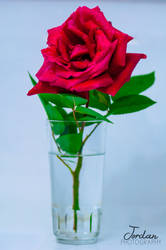 Red Rose Glass