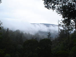 Mist in rainforest