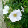 Beach Flower