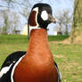 Red Breasted Goose