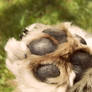 Dog Paw