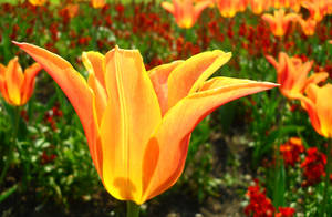 Orange flower