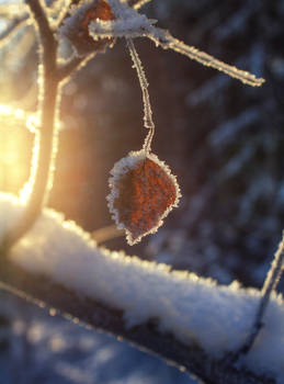 Frozen Leaf