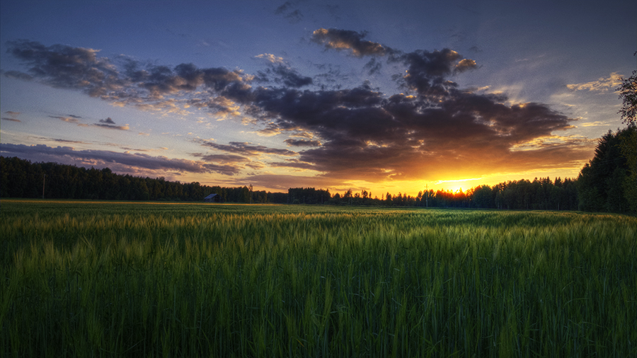 Summer evening