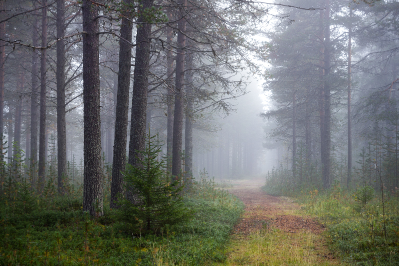 Misty Path