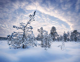 Winter Evening