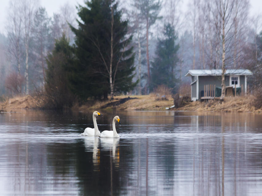 Swans, swimming and sauna by Laazeri