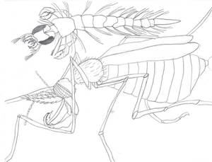 Genetically Modified Mosquito