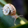 Runs snail I