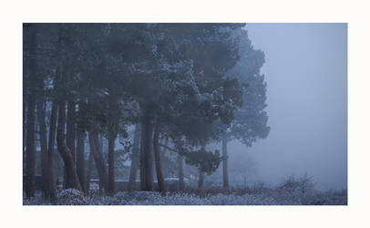 Fog of The First Morning