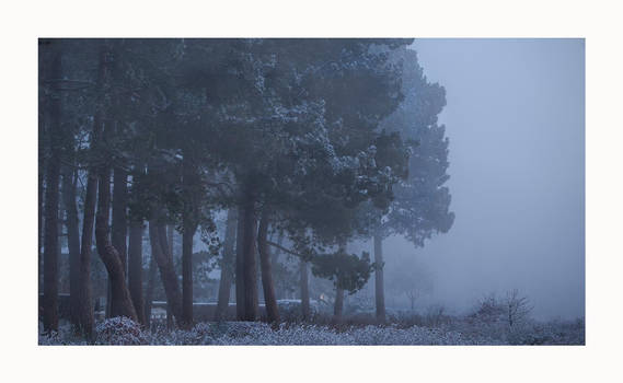 Fog of The First Morning