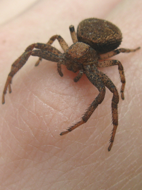 Spider on my Skin