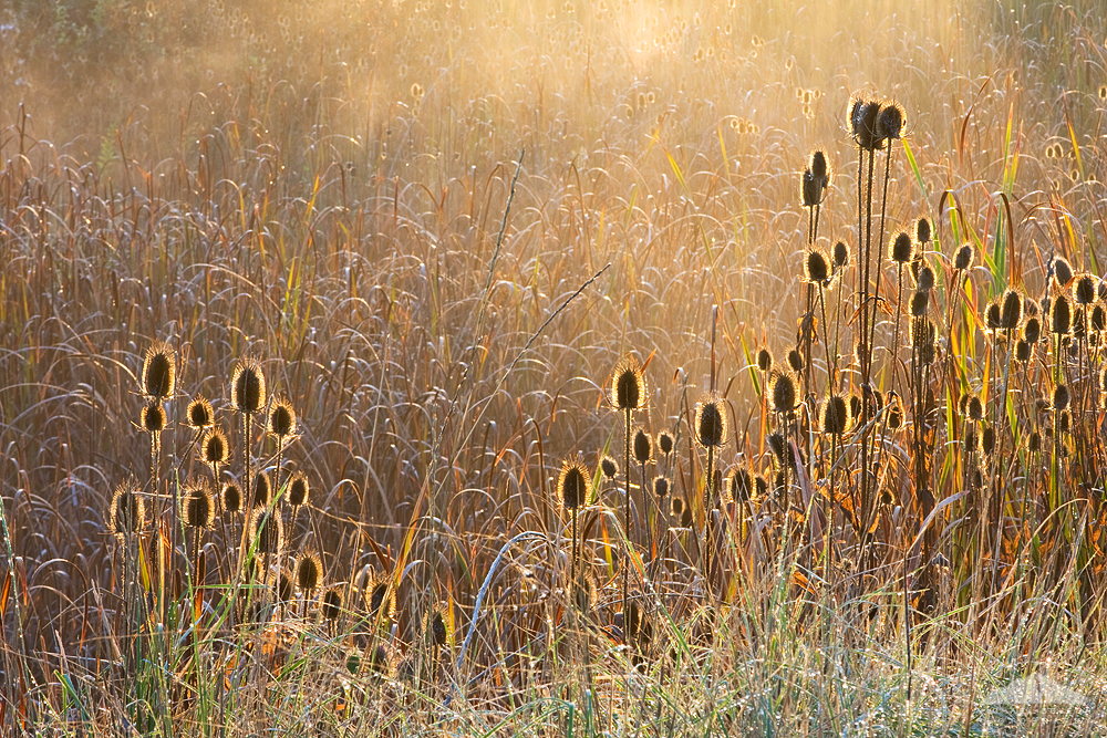 Backlit Cold