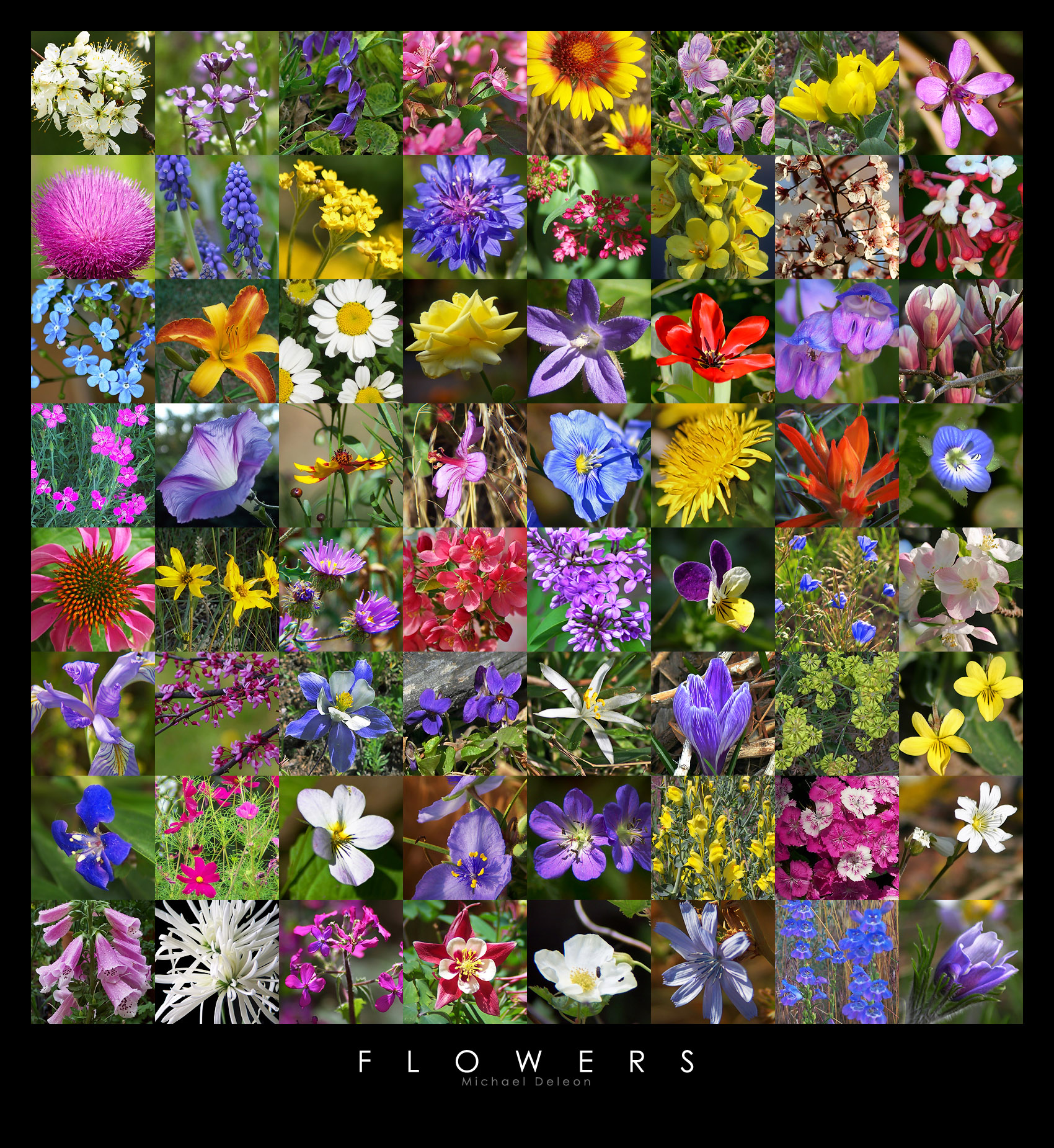 Collage of Flowers