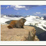 Marmot Life