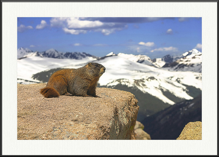 Marmot Life