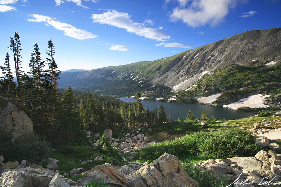 Treeline Scenery