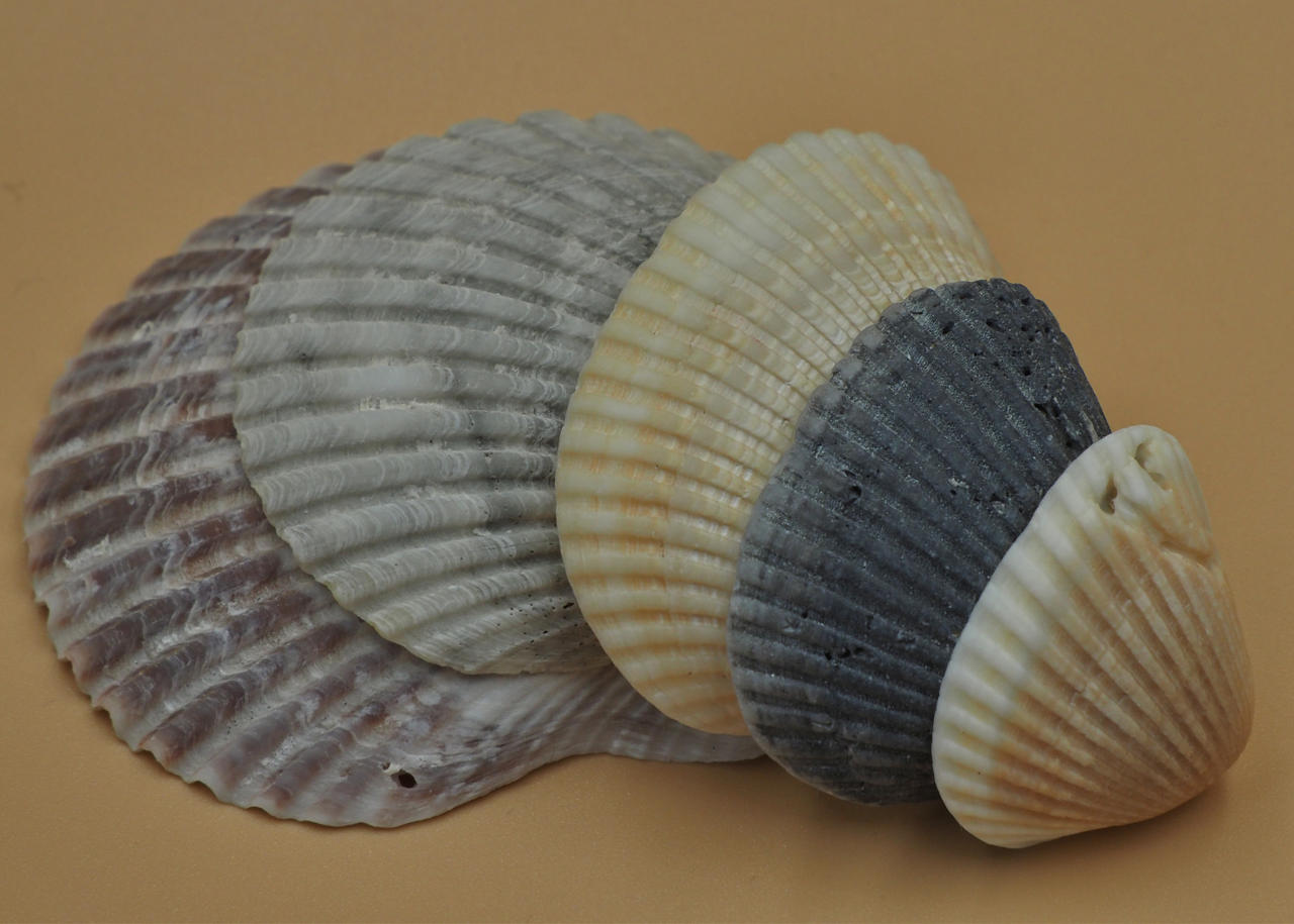 Sea shells by JaneDoeNotts on DeviantArt