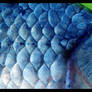 Blue scales