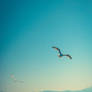 Seagull over the ocean