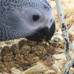 African Grey 