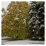 Fall Snow IV