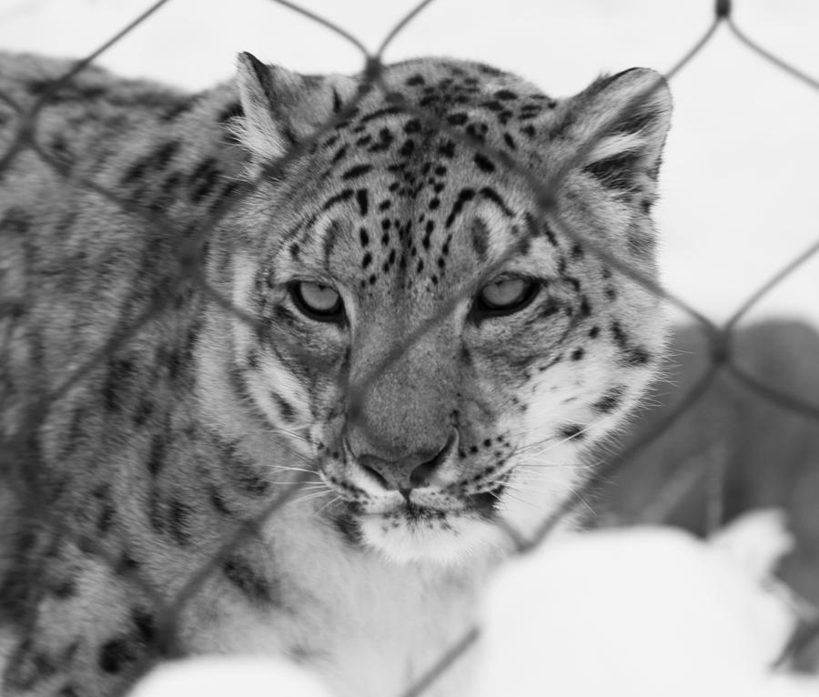 Snow Leopard VII