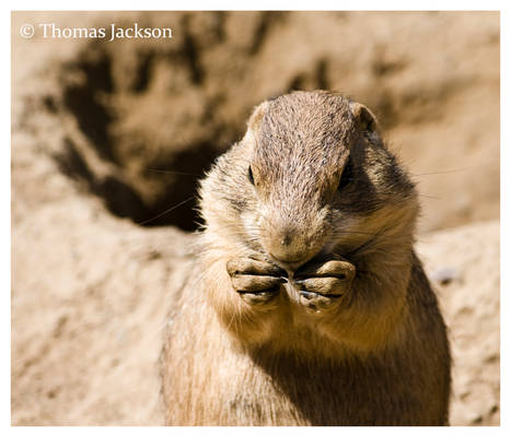 Prairie Dog V