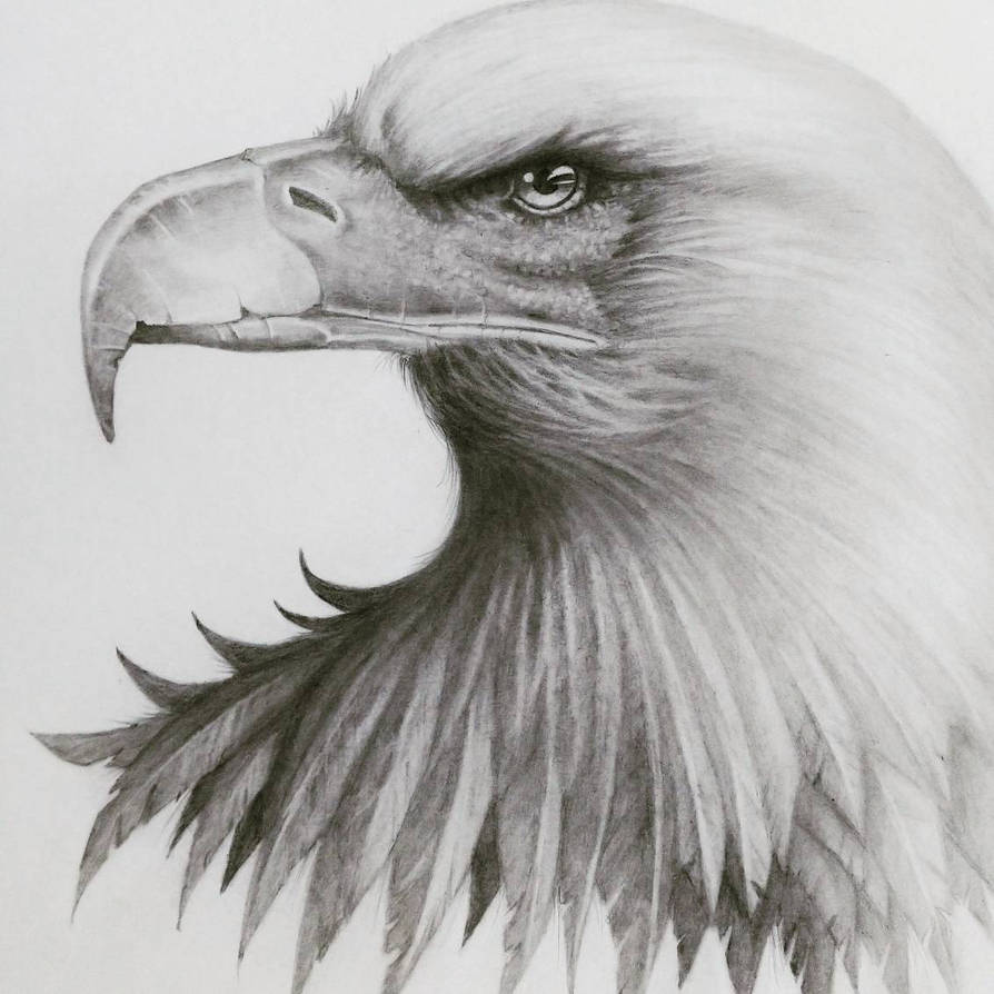Рисунок орла. Орел скетч. Орел рисунок реалистичный. Брутальный Орел рисунок. Глаз орла рисунок.