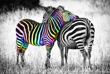 Zebra Love