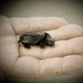 Tiny Turtle.