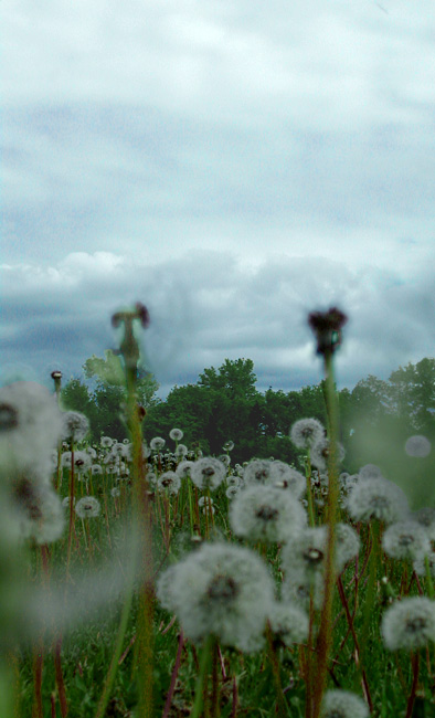 Dandelions