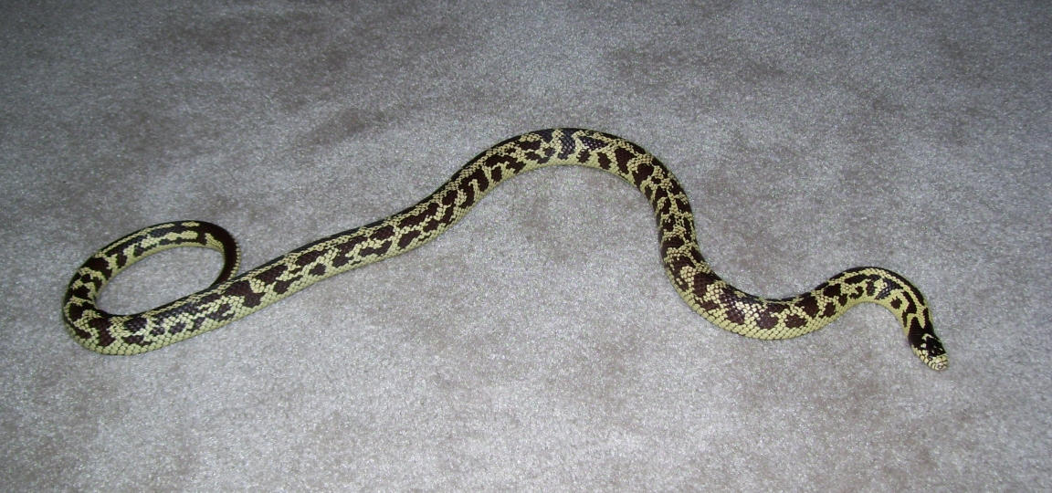 Banana California Kingsnake by GiuseppeDiRosso on DeviantArt