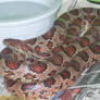 Miami Phase Corn Snake