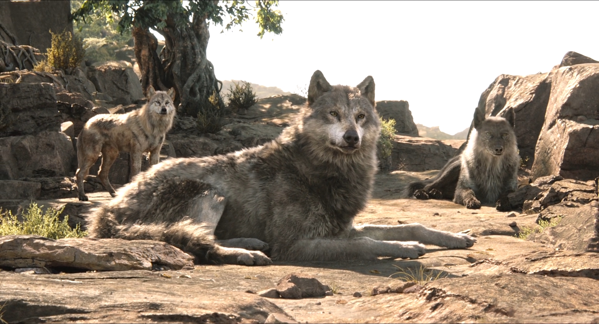 Junglebook2016-Wolves 2 by GiuseppeDiRosso on DeviantArt